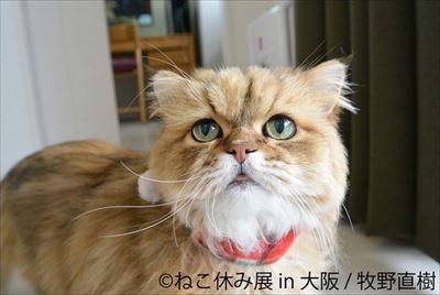 ねこ休み展in大阪