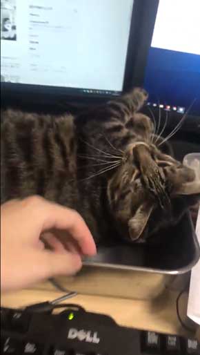 猫 作業 机 乱入 画面前 スペース トレイ 設置 監視 気に入る 逆転の発想 アイデア