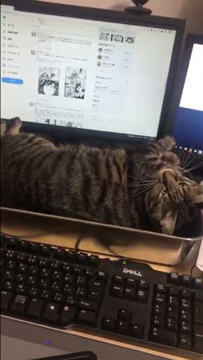 猫 作業 机 乱入 画面前 スペース トレイ 設置 監視 気に入る 逆転の発想 アイデア