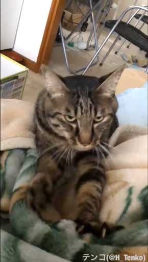 猫 作業 机 乱入 画面前 スペース トレイ 設置 監視 気に入る 逆転の発想 アイデア