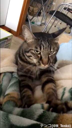 猫 作業 机 乱入 画面前 スペース トレイ 設置 監視 気に入る 逆転の発想 アイデア