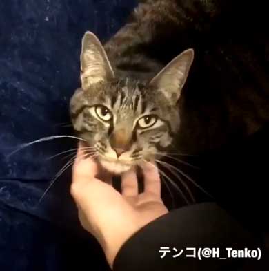 猫 作業 机 乱入 画面前 スペース トレイ 設置 監視 気に入る 逆転の発想 アイデア