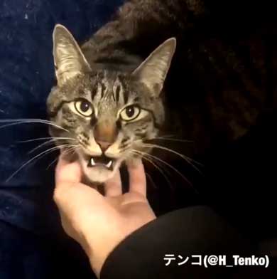 猫 作業 机 乱入 画面前 スペース トレイ 設置 監視 気に入る 逆転の発想 アイデア