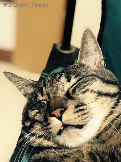 猫 作業 机 乱入 画面前 スペース トレイ 設置 監視 気に入る 逆転の発想 アイデア