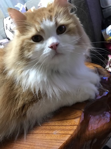 孤独死ミニチュア