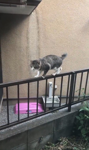 コンドリア水戸さん