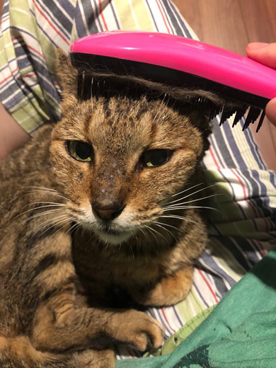 コンドリア水戸さん