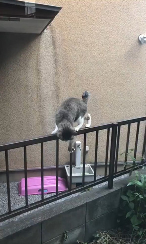 コンドリア水戸さん