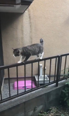 コンドリア水戸さん