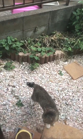 コンドリア水戸さん