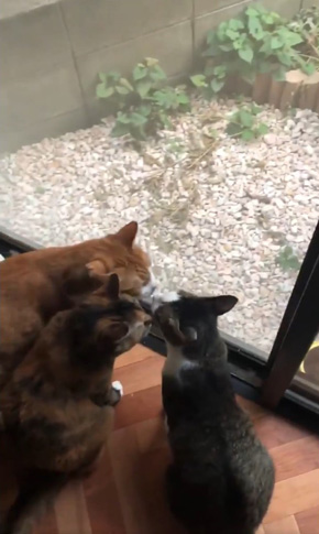 コンドリア水戸さん