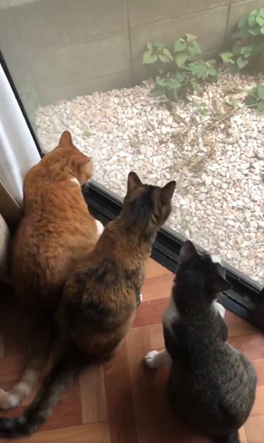 コンドリア水戸さん