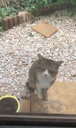 コンドリア水戸さん