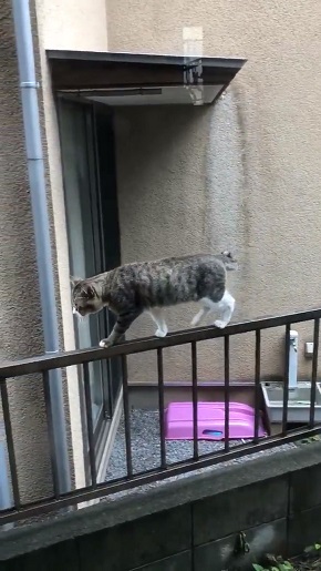 コンドリア水戸さん