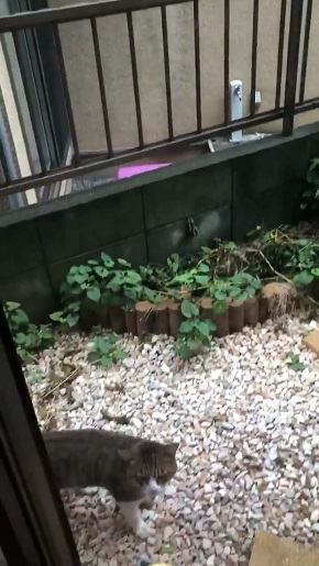 コンドリア水戸さん