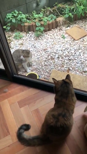 コンドリア水戸さん