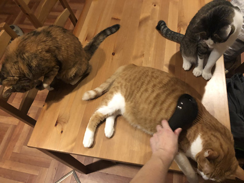 コンドリア水戸さん