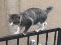 「ツボりました」「ヒソヒソしてるみたい」　柵から降りられない猫を見守る猫ちゃんズがほほえましい