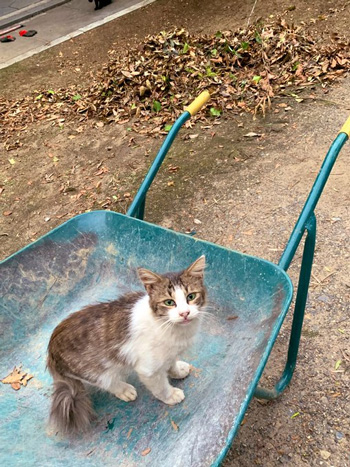 ネコの上の猫アップ