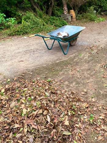 ネコの上の猫
