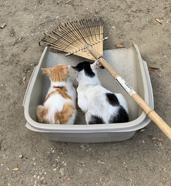 てみの上の猫後ろから
