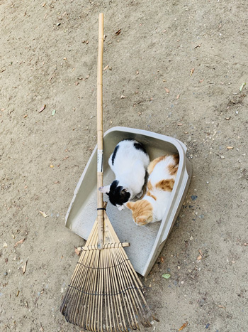 てみの上の猫前から