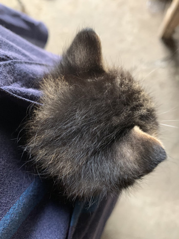 黒猫の後頭部