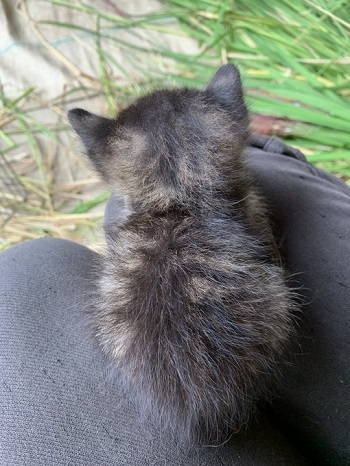 黒猫の後頭部