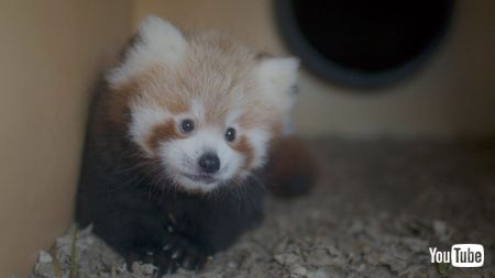 レッサーパンダの赤ちゃん
