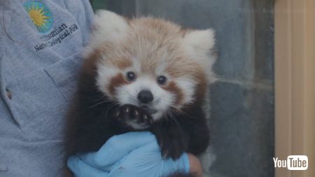 レッサーパンダの赤ちゃん