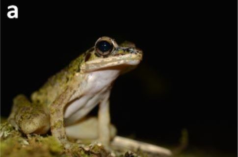 東京農工大　マングースとカエルの関係