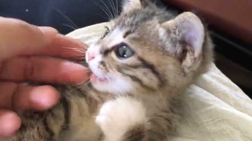 突然 寝る 体勢に入る 猫 子猫 兄弟