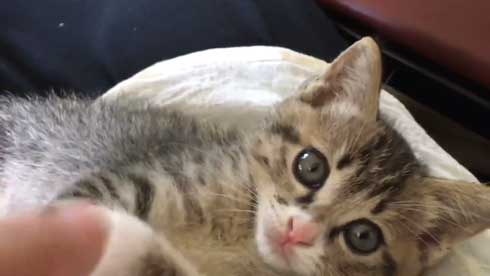 突然 寝る 体勢に入る 猫 子猫 兄弟