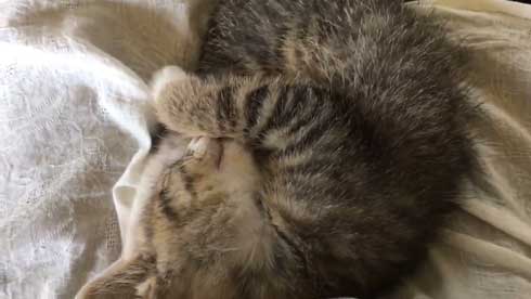 突然 寝る 体勢に入る 猫 子猫 兄弟