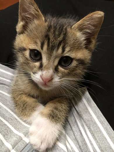 突然 寝る 体勢に入る 猫 子猫 兄弟