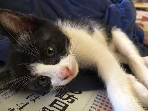 突然 寝る 体勢に入る 猫 子猫 兄弟