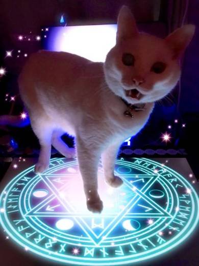 猫