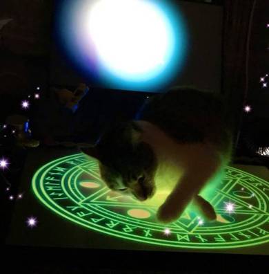 猫