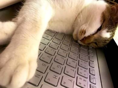 猫
