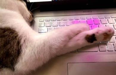 猫