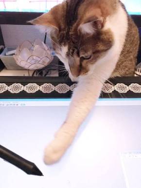 猫