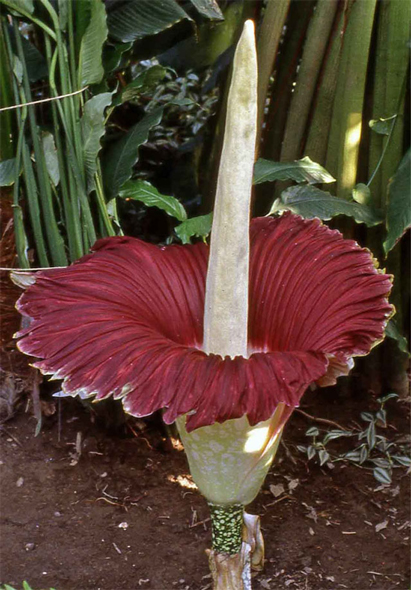 こんにゃくは英語で「Devil’s Tongue（悪魔の舌）」