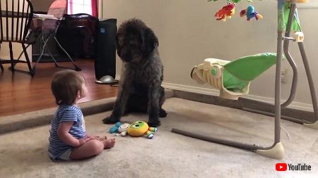 わんことの赤ちゃん