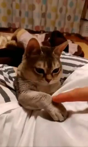 癒月こなみさん