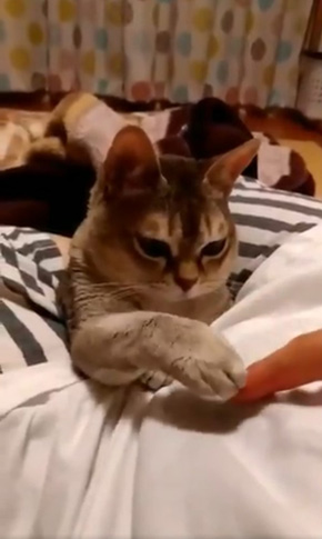 癒月こなみさん