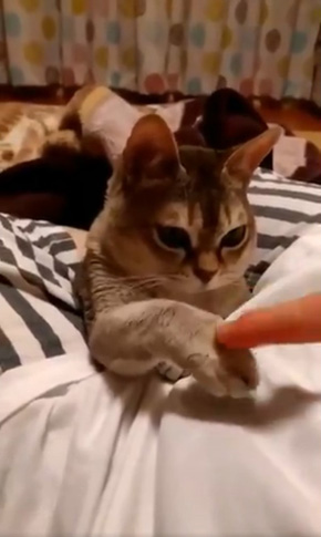 癒月こなみさん