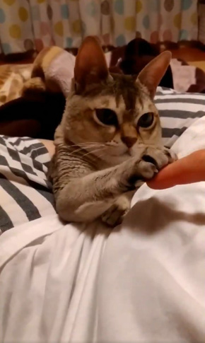 癒月こなみさん