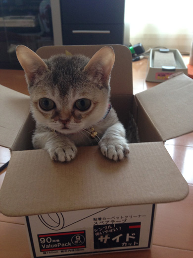 癒月こなみさん