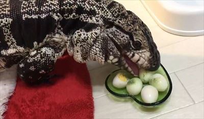 不器用なトカゲさん