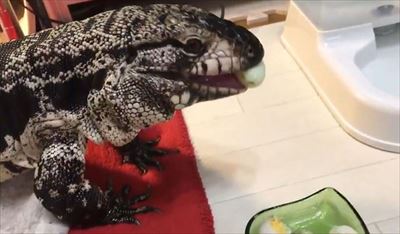 不器用なトカゲさん